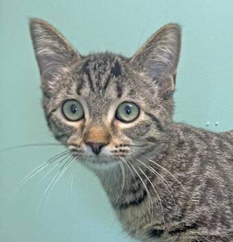 Rescue Domestic Short Hair Cats for Adoption in Amery, Wisconsin - Summer | PetCurious