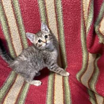 Rosemary -  Domestic Short Hair Cat for Adoption in Janesville, Wisconsin - Rosemary | PetCurious