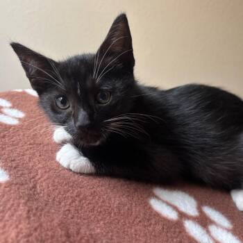 Flora -  Domestic Short Hair Cat for Adoption in NEW PT RICHEY, Florida - Flora | PetCurious