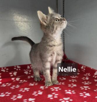 Rescue Tabby Cats for Adoption in Windom, Minnesota - Nellie | PetCurious