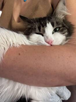 Rescue Domestic Medium Hair and Tabby Cats for Adoption in Beverly Hills, California - Tofu | PetCurious