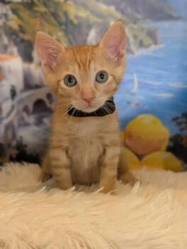 Haru -  Tabby and Domestic Short Hair Cat for Adoption in Fremont, California - Haru | PetCurious