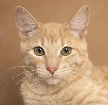 Chip -  Domestic Short Hair Cat for Adoption in Chicago, Illinois - Chip | PetCurious