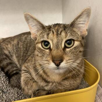 Sybil Spooks -  Domestic Short Hair Cat for Adoption in Dayton, Ohio - Sybil Spooks | PetCurious