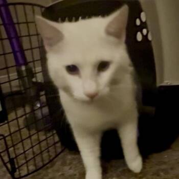 Domestic Short Hair Cats Available for Adoption - Victor (Mr. Vicky) | PetCurious