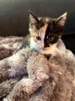 Indie -  Domestic Short Hair Cat for Adoption in Youngtown, Arizona - Indie | PetCurious