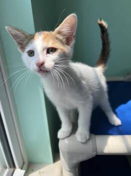 Maliyah -  Domestic Short Hair Cat for Adoption in Emerald Isle, North Carolina - Maliyah | PetCurious