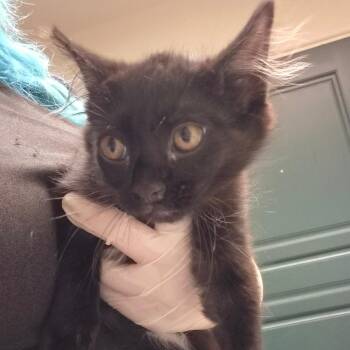 Jojo -  Domestic Short Hair Cat for Adoption in Pasadena, California - Jojo | PetCurious