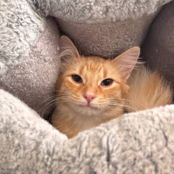 Domestic Long Hair Cats Available for Adoption - Squash | PetCurious