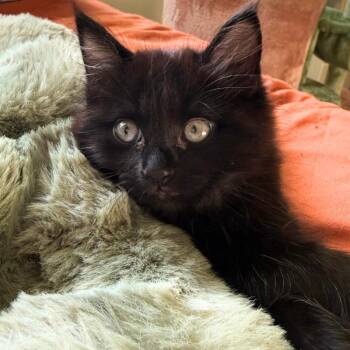 Haiku -  Domestic Long Hair Cat for Adoption in Mount Rainier, Maryland - Haiku | PetCurious