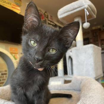 Domestic Short Hair Cats Available for Adoption in San Tan Valley, Arizona - Valentina | PetCurious