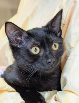 Elisaria -  Domestic Short Hair Cat for Adoption in Bellevue, Washington - Elisaria | PetCurious