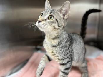 Quasar -  Domestic Short Hair Cat for Adoption in Hilton Head Island, South Carolina - Quasar | PetCurious
