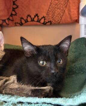 Rescue Domestic Short Hair Cats for Adoption in Milpitas, California - Juan | PetCurious