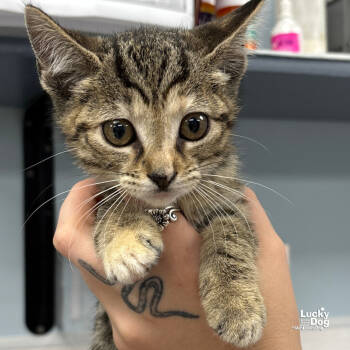 Rescue Domestic Short Hair Cats for Adoption in Washington, District Of Columbia - Glenda | PetCurious