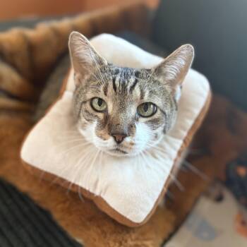 Mackie, the lap cat -  Domestic Short Hair Cat for Adoption in Bloomfield, New Jersey - Mackie, The Lap Cat | PetCurious