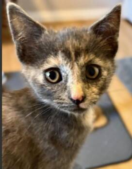Domestic Short Hair Cats Available for Adoption in Vancouver, Washington - Delilah | PetCurious