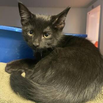 Hawthorn -  Domestic Short Hair Cat for Adoption in Albert Lea, Minnesota - Hawthorn | PetCurious