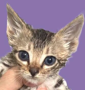 Eeyore -  Domestic Short Hair Cat for Adoption in Savannah, Georgia - Eeyore | PetCurious