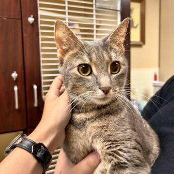 Pandora -  Domestic Short Hair Cat for Adoption in Myerstown, Pennsylvania - Pandora | PetCurious