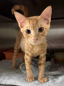 Social Studies -  Domestic Short Hair Cat for Adoption in Ocala, Florida - Social Studies | PetCurious