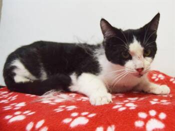 Domestic Short Hair Cats Available for Adoption in Sacramento, California - MACY | PetCurious