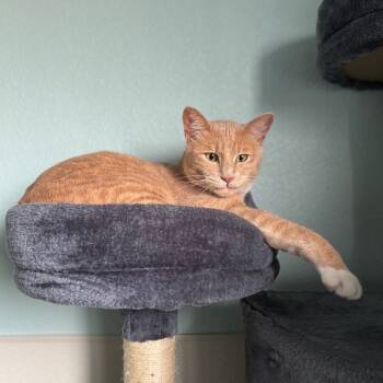 Rescue Domestic Short Hair Cats for Adoption in Kyle, Texas - CAVETOWN | PetCurious