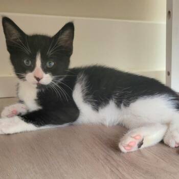 Collin -  Domestic Medium Hair Cat for Adoption in Lenexa, Kansas - Collin | PetCurious