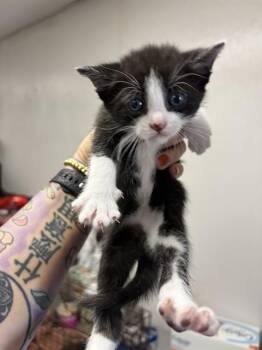 Domestic Medium Hair Cats Available for Adoption in San Bernardino, California - A592744 | PetCurious