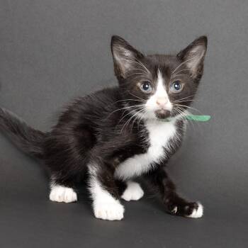 Orange -  Domestic Short Hair Cat for Adoption in Franklin, Tennessee - Orange | PetCurious