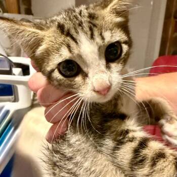 Wisp Lichens -  Domestic Short Hair Cat for Adoption in Woodstock, Virginia - Wisp Lichens | PetCurious