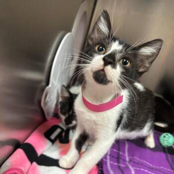 Frosty -  Domestic Short Hair Cat for Adoption in Lakeland, Florida - Frosty | PetCurious