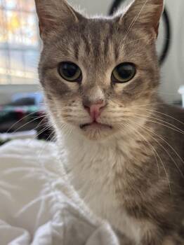 American Shorthair Cats Available for Adoption - Misty | PetCurious