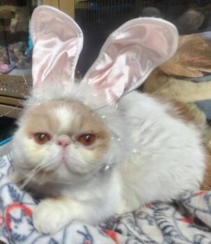 Kai THE PEOPLE/LOVE BUG -  Exotic Shorthair Cat for Adoption in Fayetteville, Arkansas - Kai THE PEOPLE/LOVE BUG | PetCurious