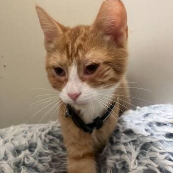 Peach Jam -  Domestic Short Hair Cat for Adoption in Waldorf, Maryland - Peach Jam | PetCurious