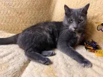 Domestic Short Hair Cats Available for Adoption - Courtney | PetCurious