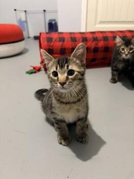 Domestic Short Hair Cats Available for Adoption in Seneca, South Carolina - Clove $75 At Petsmart Seneca | PetCurious