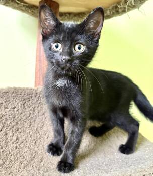 Samba (bonded with Benny) -  Domestic Short Hair Cat for Adoption in Vaughan, Ontario - Samba (bonded With Benny) | PetCurious