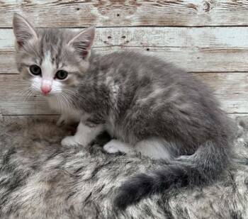 Domestic Short Hair Cats Available for Adoption in Lexington, Kentucky - Buttercup | PetCurious