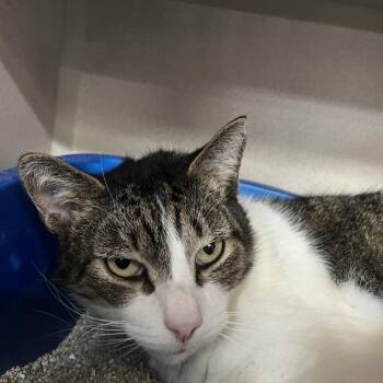 Domestic Short Hair Cats Available for Adoption - Miles | PetCurious