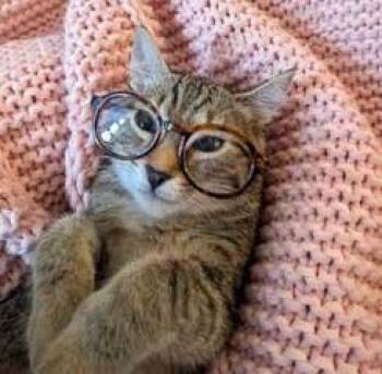 MS SOCKS -  Tabby Cat for Adoption in Franklin, Tennessee - MS SOCKS | PetCurious