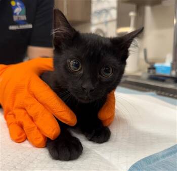 THACKERY -  Domestic Short Hair Cat for Adoption in Baytown, Texas - THACKERY | PetCurious