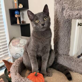 Sourdough Jack -  Domestic Short Hair Cat for Adoption in Houston, Texas - Sourdough Jack | PetCurious