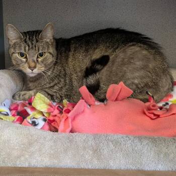 Pepper -  Domestic Short Hair Cat for Adoption in Greenville, Pennsylvania - Pepper | PetCurious