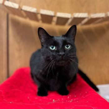 Rescue Domestic Short Hair Cats for Adoption in Fargo, North Dakota - Delray | PetCurious