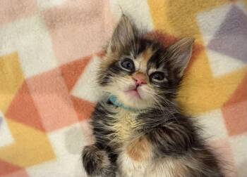 Kealoha -  Domestic Short Hair Cat for Adoption in Lincoln, California - Kealoha | PetCurious