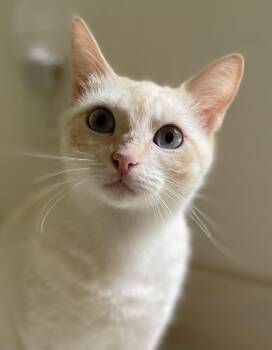 Crème Brulee -  Siamese and Domestic Short Hair Cat for Adoption in Fayetteville, Georgia - Crème Brulee | PetCurious