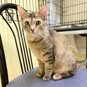 Fern -  Torbie and Domestic Short Hair Cat for Adoption in Lombard, Illinois - Fern | PetCurious