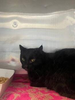 Ms. Highway -  Domestic Medium Hair Cat for Adoption in El Paso, Texas - Ms. Highway | PetCurious