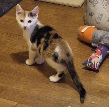 Lemon -  Domestic Short Hair and Extra Toes Cat Hemingway Polydactyl Cat for Adoption in St. Peters, Missouri - Lemon | PetCurious